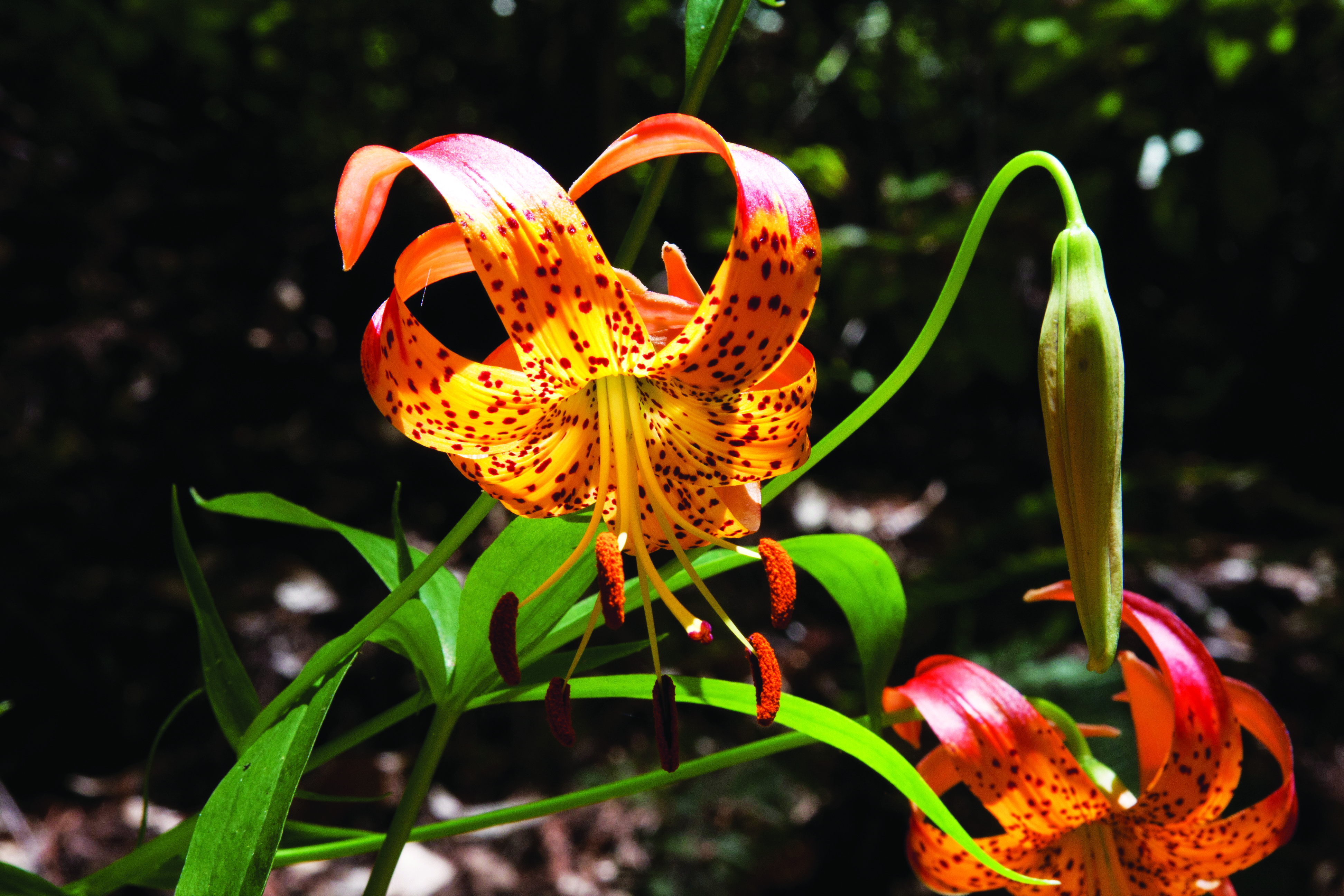 Leopard Lily Bill Rhoades park staff big basin